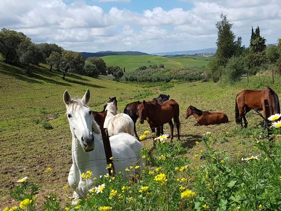 364. Andalusië accommodatie (11)