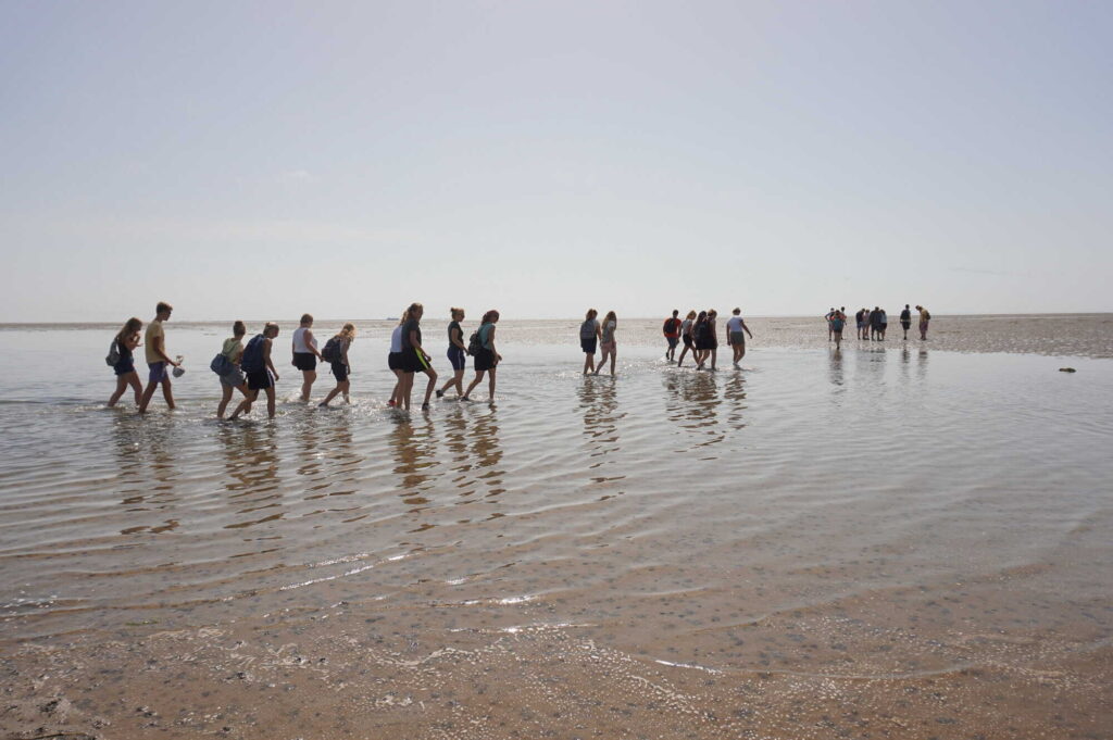 EV00415 - EV00416 Texel I-II 15