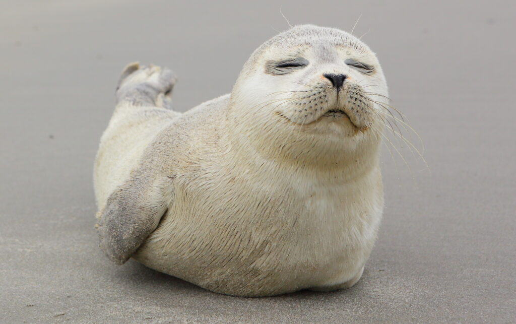 A,Young,Grey,Seal,Pup,That's,A,Total,Show-off,,One