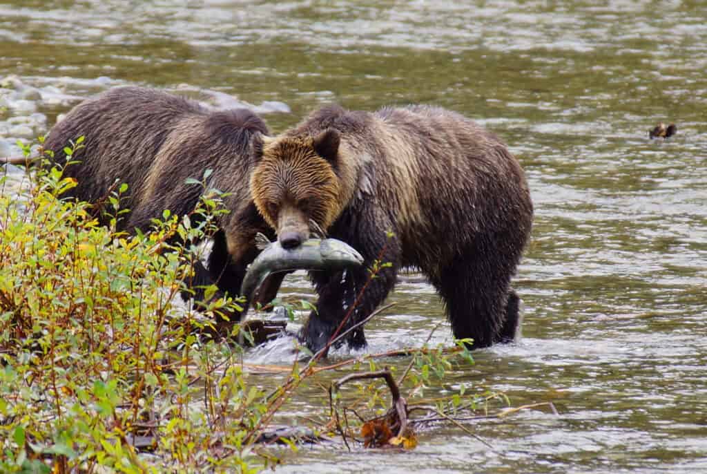 grizzly