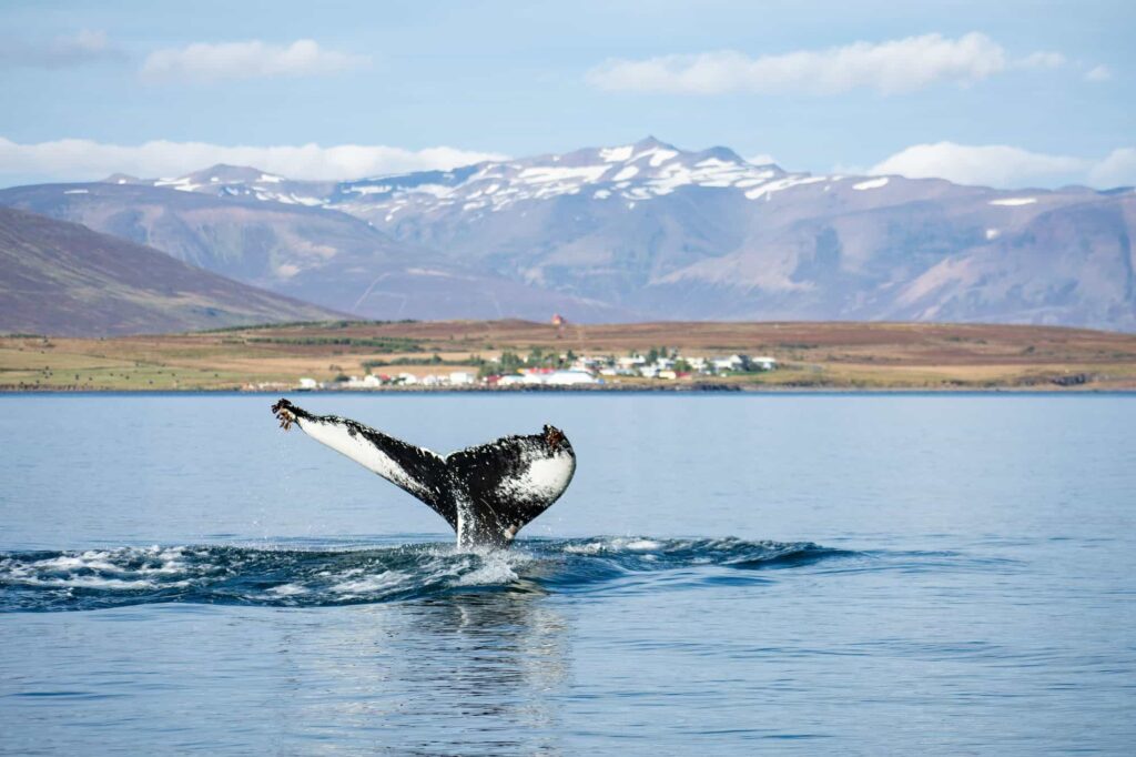 walvis1
