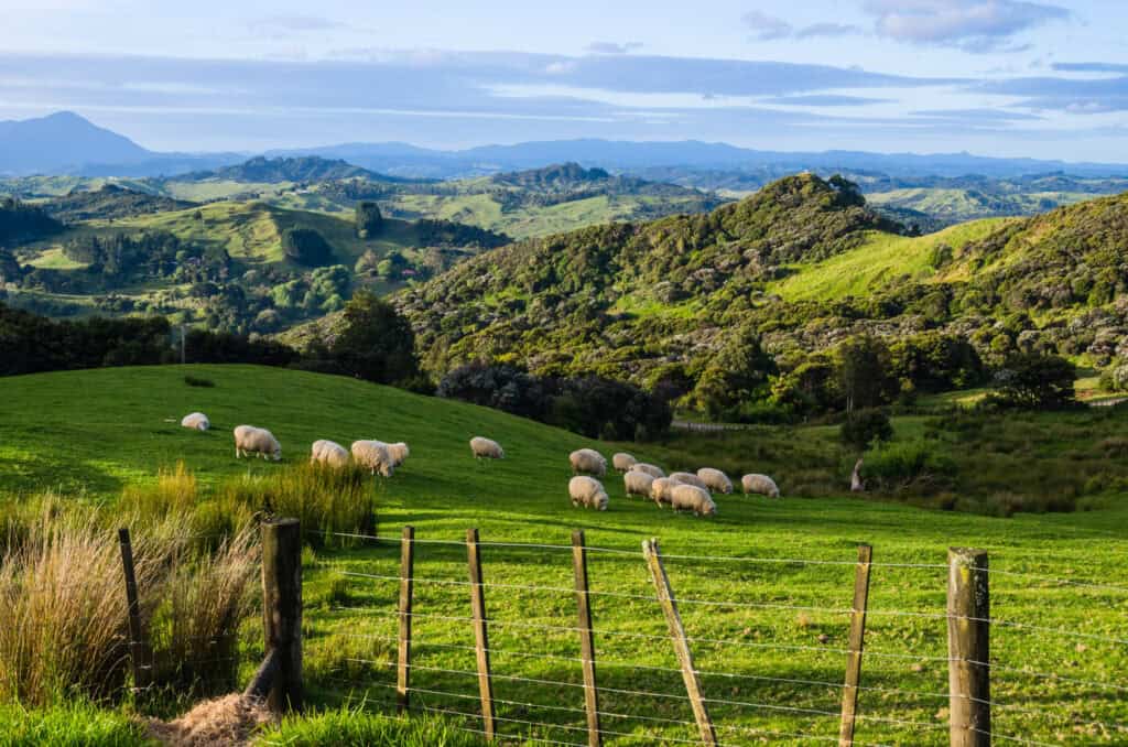 Sheep,Eating,Grass,On,The,Mountains,Of,The,North,Island