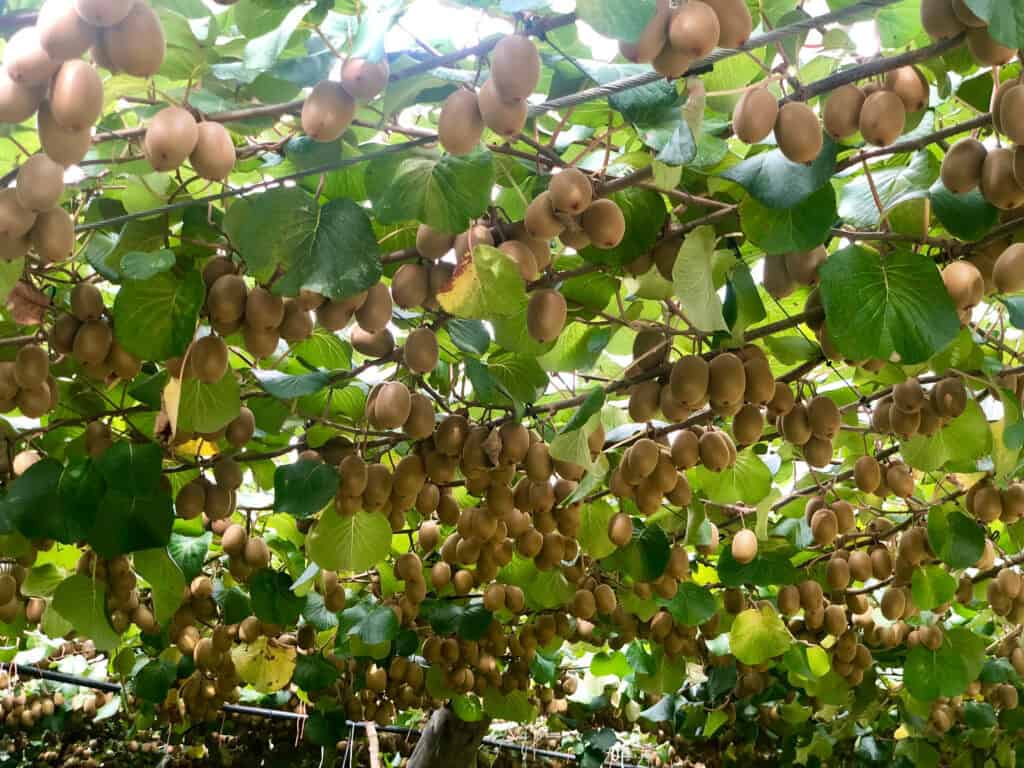 Unique,New,Zealand,Bay,Of,Plenty,Gold,Kiwi,Fruit,Farm.