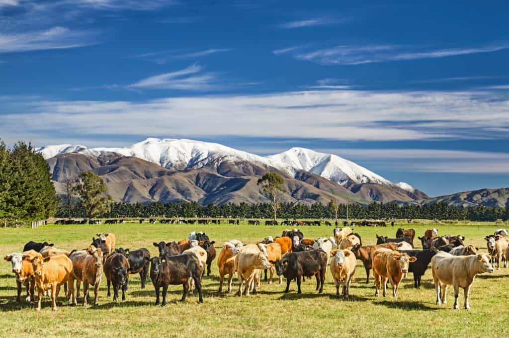 Herd,Of,Cows,Grazing,In,A,Green,Field,In,New